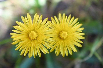 Duże żółte kwiaty w zbliżeniu na trawie.