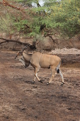 Antelope in the wild