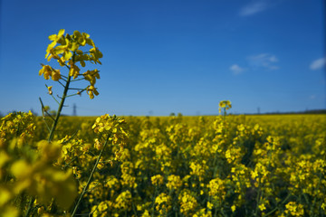 Obraz premium Nature landscape of yellow flowers field and blue sky, rapeseed blooming. Spring season, wallpaper, postcard, space for text