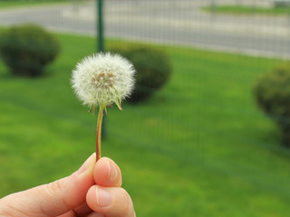 Fototapeta premium dandelion in hand close-up blurred background