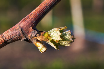 Branch with blooming leaf, closeup, isolated outdoor, spring nature