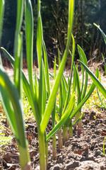 Green sprouts of garlic grow from the ground, farming.