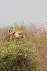 wild boar in the wild