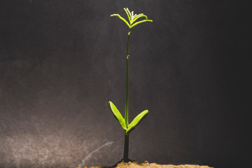 Growth business or professional successfully investment, using young plant growing in pot with money around the tree.