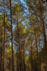 Fototapeta premium Arboles