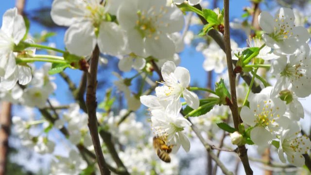 busy bee collects nectar from beautiful cherry blossoms