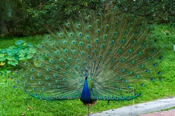 Zelfklevend Fotobehang Beautiful well-groomed peacock fluffy a magnificent tail, flirts with a female © Kate