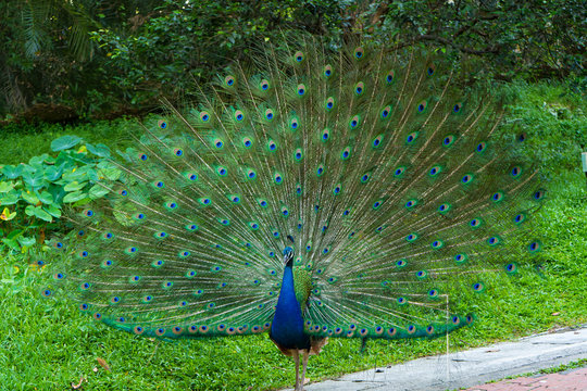 Beautiful well-groomed peacock fluffy a magnificent tail, flirts with a female