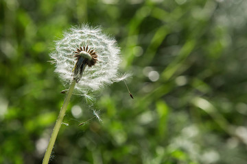 Dandelion on green background