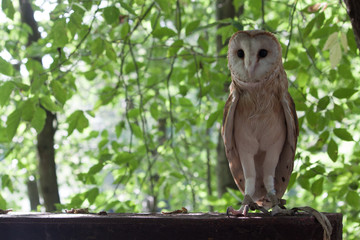 barn owl perched on a branch