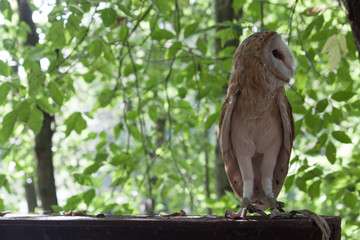 barn owl perched on a branch