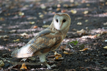 great horned owl in the zoo