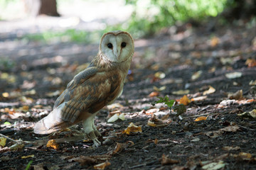 great horned owl in flight