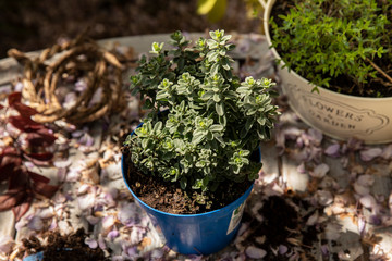 green plant in pot