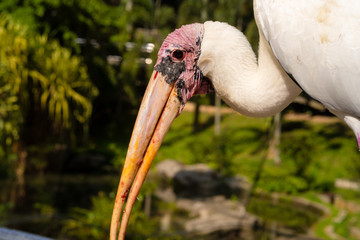 Portrait of milk stork on a fence