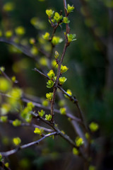 Fototapeta premium spring tree branch with green leaves 