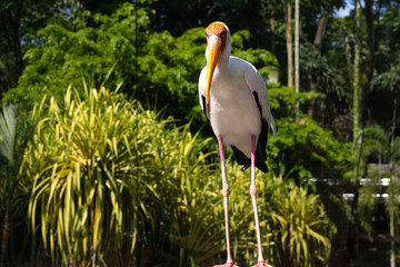 Fototapeta premium Portrait of milk stork on a fence