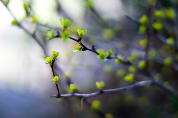 spring tree branch with green leaves 