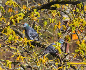 Pigeons on a branch