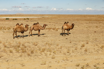 Three Bactrian camels are walking along the sandy desert in Kazakhstan.