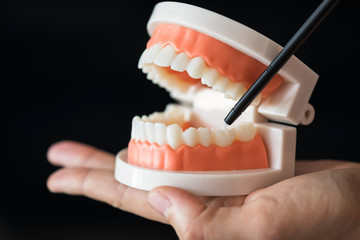 Fototapeta na wymiar Dentist demonstrate lower molar tooth