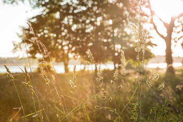 Sun rays through the grass