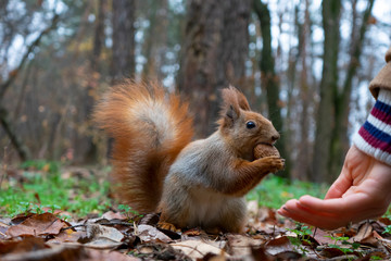 Naklejka na ściany i meble Squirrel in the forest on a stump eats a nut