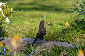 Walking black bird in park