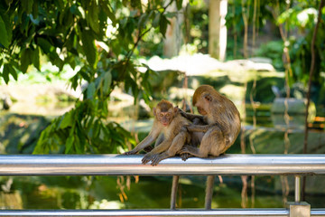 Two little monkeys catch fleas while sitting on a fence