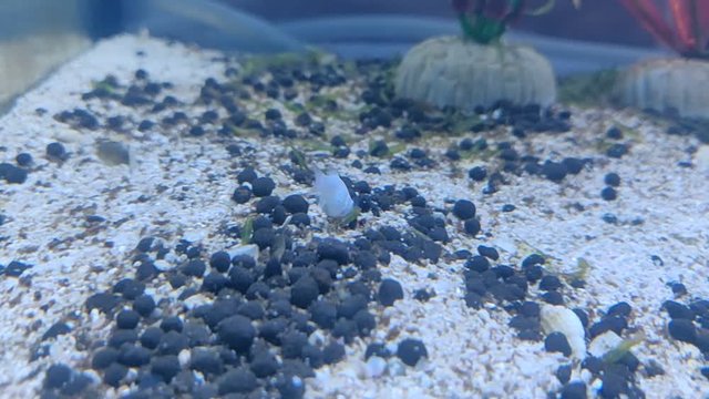 A beautify baby white molly fish