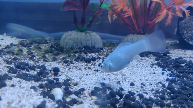 White molly fish in aquarium