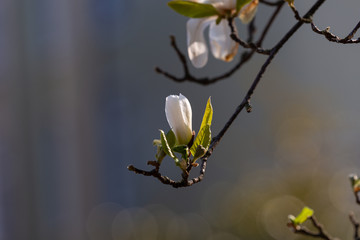 Blooming tree and leaves in spring