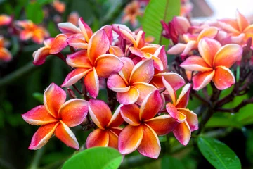 Rollo Plumeria flower pink yellow and white frangipani tropical flower, plumeria flower blooming on tree, spa flower © Natnawin