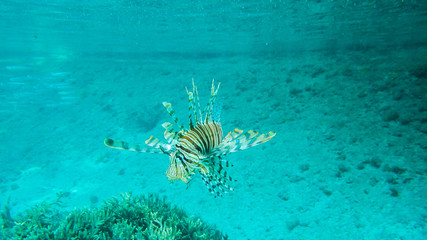 Pterois volitans, scorpion fish in tropical sea