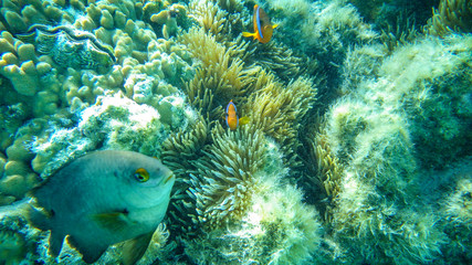 orange tropical fish underwater