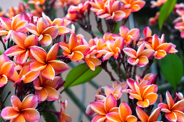 Plumeria flower pink yellow and white frangipani tropical flower, plumeria flower blooming on tree, spa flower