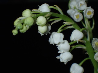 Fototapeta na wymiar Lily of the vally with black background