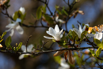 Blooming tree and leaves in spring