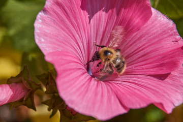 First day of autumn. Bumblebee 