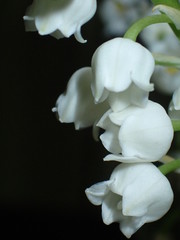 Lily of the vally with black background