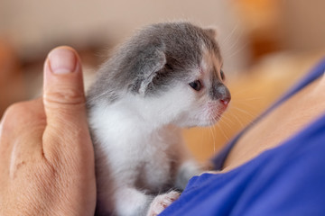 Little kitten on woman hands. Woman caresses a cat