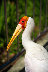 Portrait of milky stork walk along a path in a park