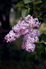 close-up view of beautiful blooming lilac branch with small violet flowers, selective focus
