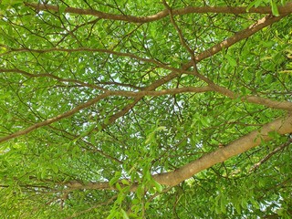 Tree shade is important to provide the best growing environment for some crops, especially those...