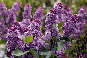 close-up view of beautiful blooming lilac branch with small violet flowers, selective focus