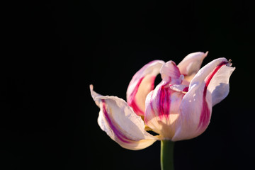 Close-up of a faded white and red tulip, against dark background
