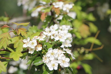 white flowers, sprin and summer season