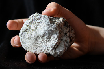 Obraz premium Fossilized mollusk remains - nummulites in the palm of your hand