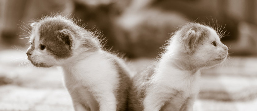 Two little cute kittens looking in different directions, black and white image
