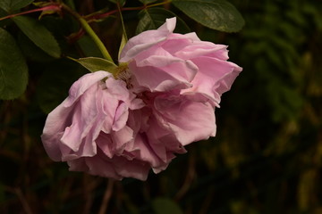 une rose en gros plan avec un grand d'artiste